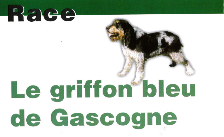Griffon bleu de Gascogne Captur34