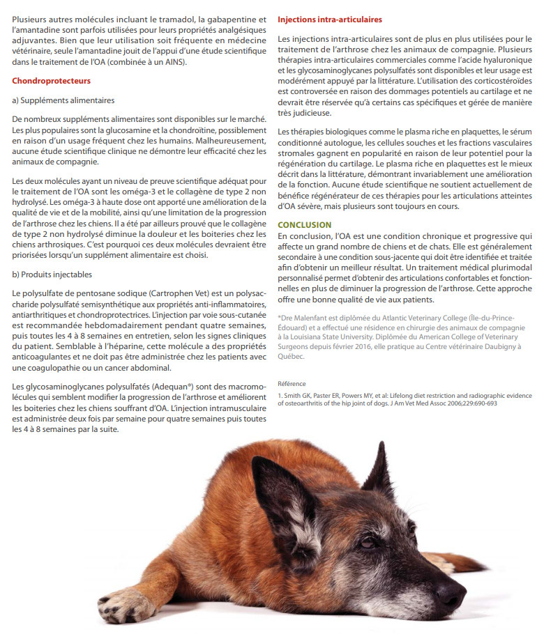 L'arthrose canine Oa310