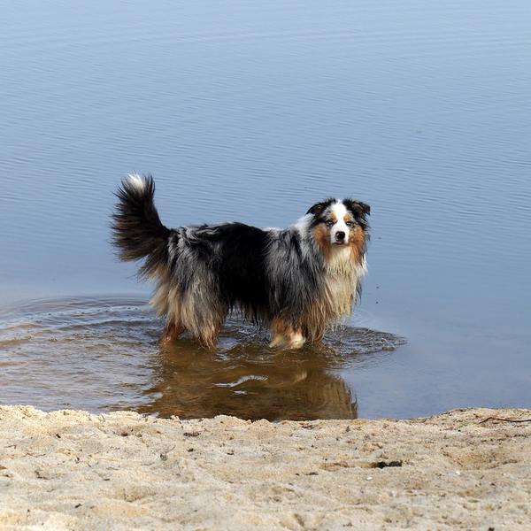 Photographie d'animaux - conseils pour devenir un pro ! - Page 30 P4210011