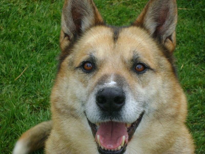 OTIS XHUSKY 8 ans REF  sage, docile, sympa (58) ADOPTE - Page 2 Dsc01914