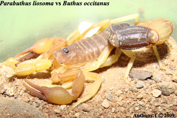 Parabuthus liosoma (Djibouti) - Anthony.T Sans_t16