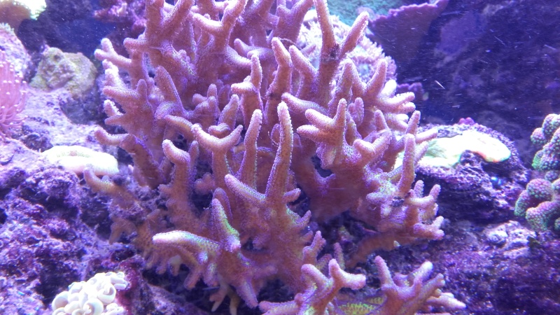 vos plus vieux coraux 20160313