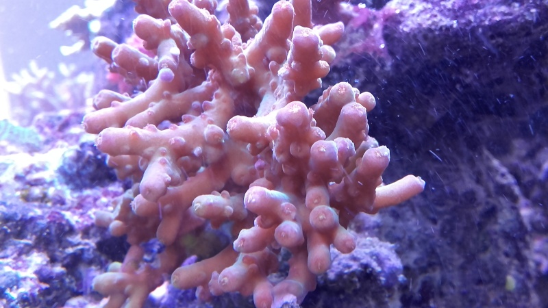 vos plus vieux coraux 20160315