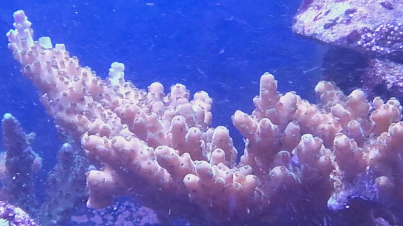 vos plus vieux coraux 20160318