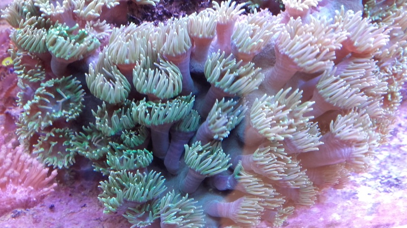 vos plus vieux coraux 20160320