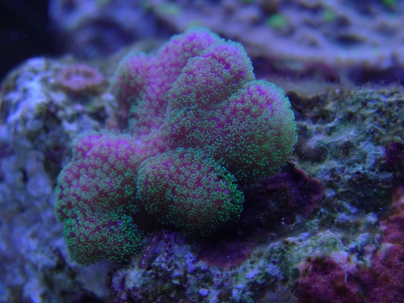 vos plus vieux coraux Dsc00711