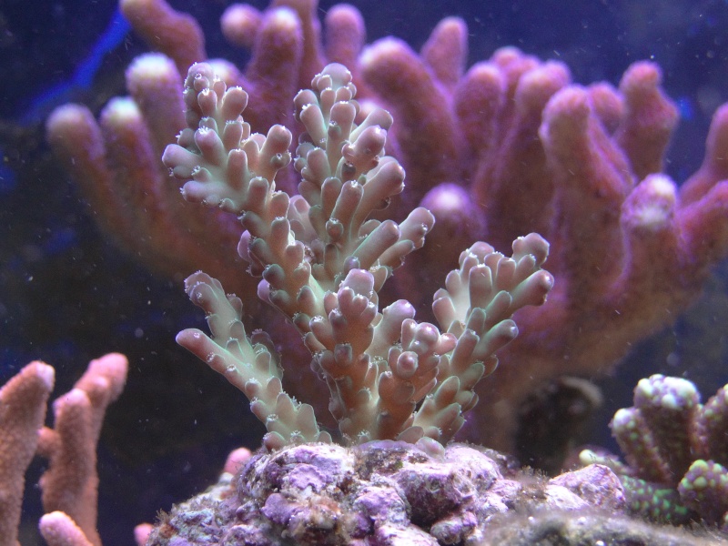 vos plus vieux coraux Dsc01010