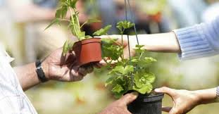Foire aux plantes a Saint Priest Troc10