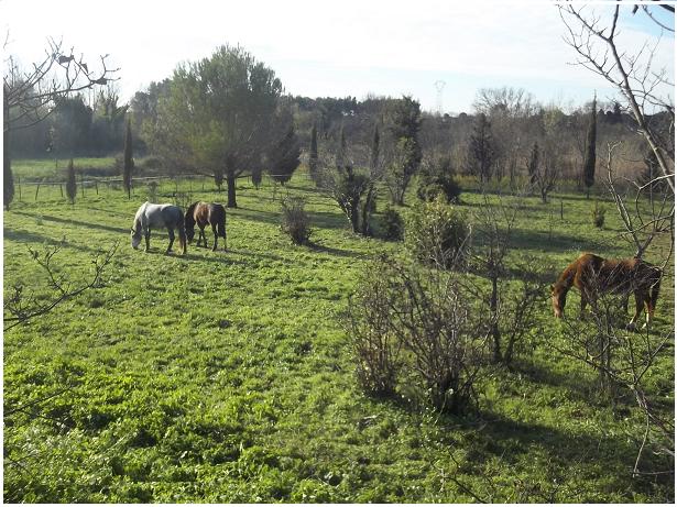 JdB de 4 hectares de pâtures dans le SUD : après la pénurie, gestion de la surabondance !!! 176dec11