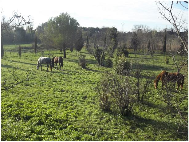 JdB de 4 hectares de pâtures dans le SUD : petit bilan 176dec11