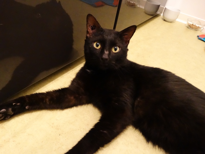 Filou, gentil chat noir en famille d'accueil, né en 2013 Dsc01830