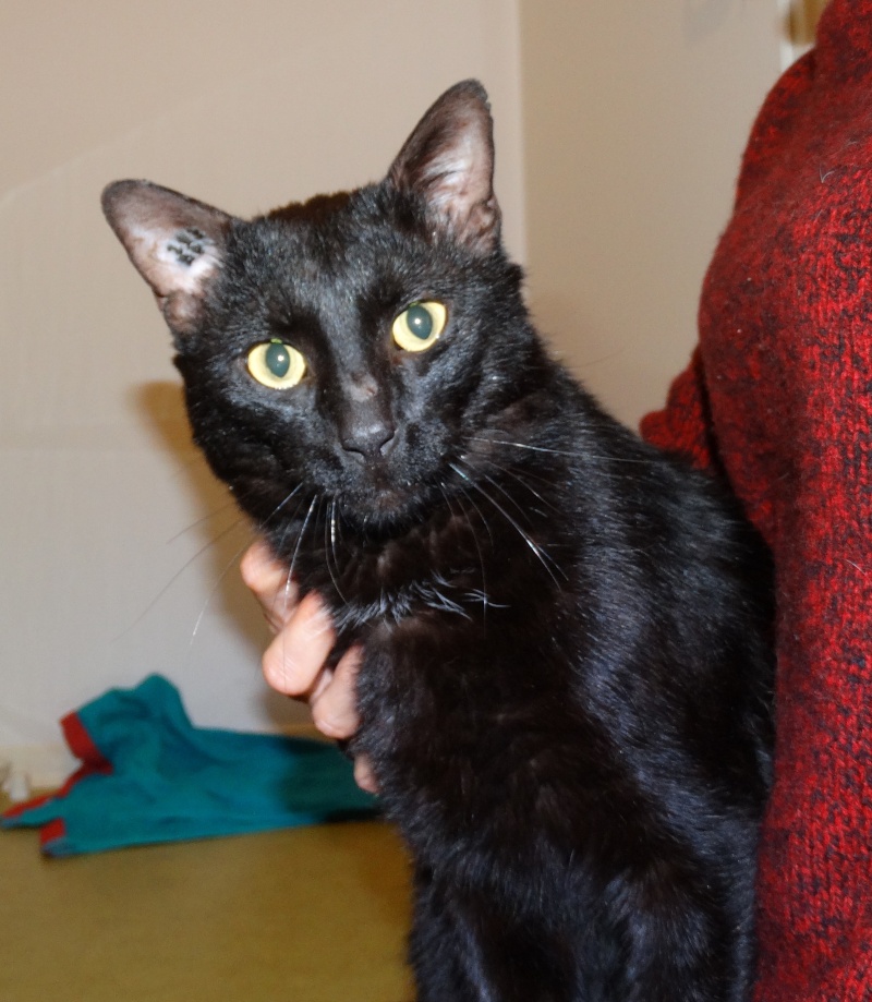Filou, gentil chat noir en famille d'accueil, né en 2013 Dsc01833