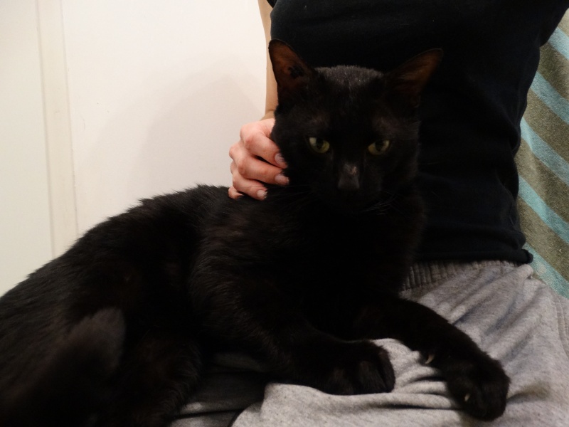 Filou, gentil chat noir en famille d'accueil, né en 2013 Dsc01923