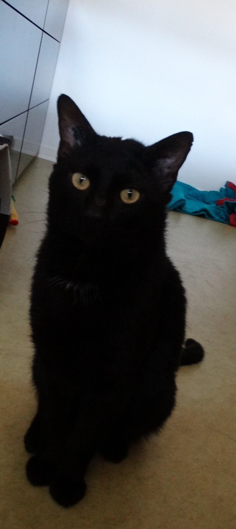Filou, gentil chat noir en famille d'accueil, né en 2013 Dsc02014