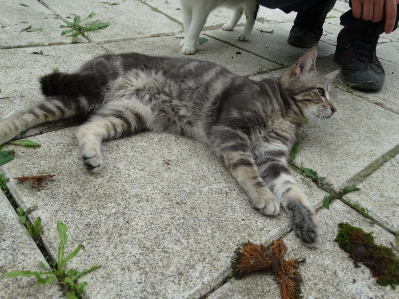 Nouni, beau chat tigré gris né en 2012 - SLPA Amance Nouni_11