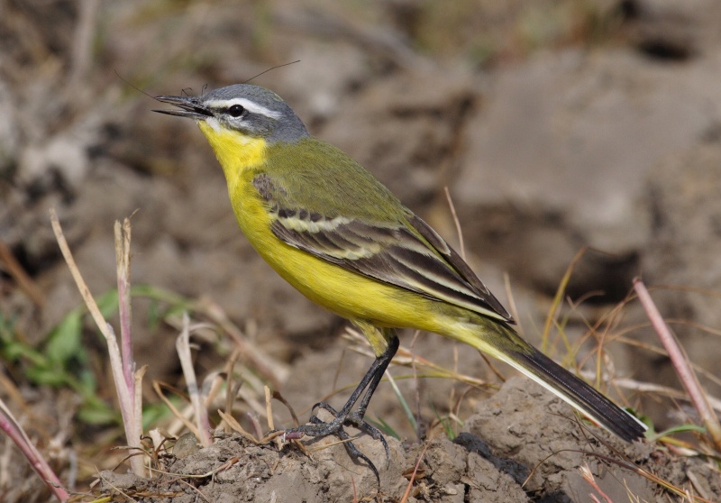 Motacilla flava e uma carraça Motaci11