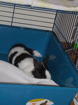 Comment dorment vos lapins? Photos à l'appui :) P1210311