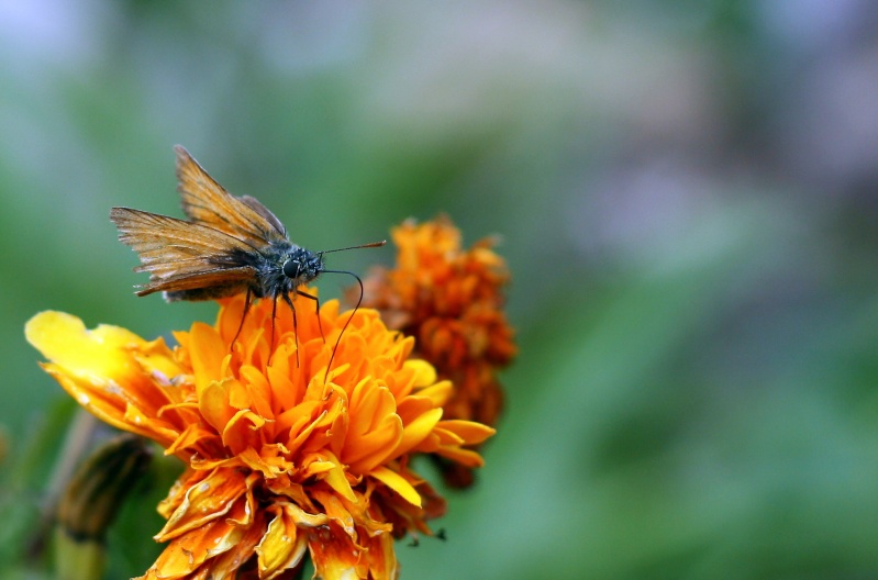 Papillon et insectes nouvelle srie Img_0815