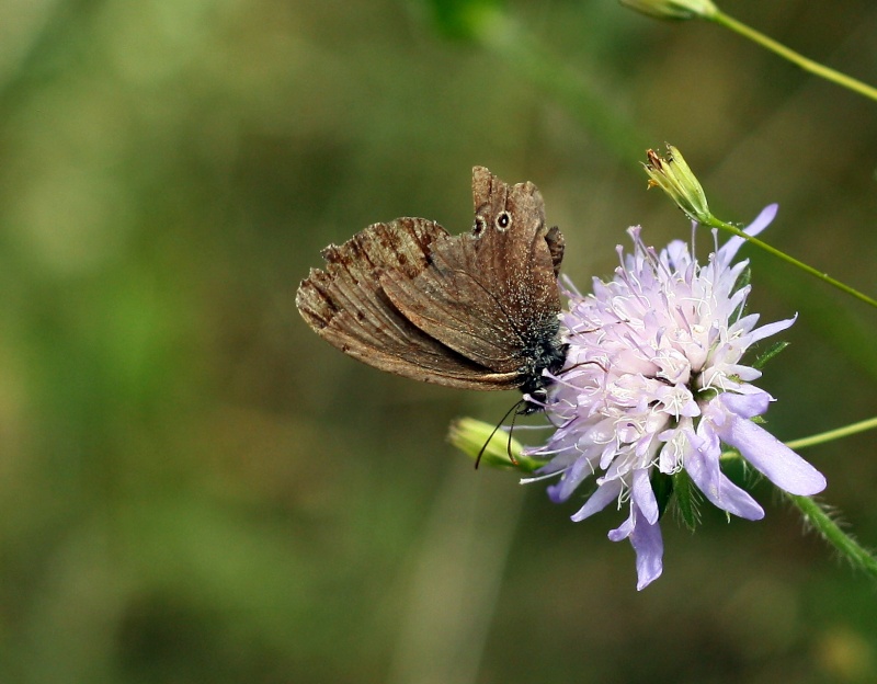 Papillon et insectes nouvelle srie Img_0910