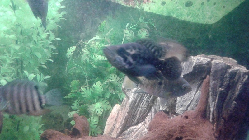 Identification Parachromis 12901310
