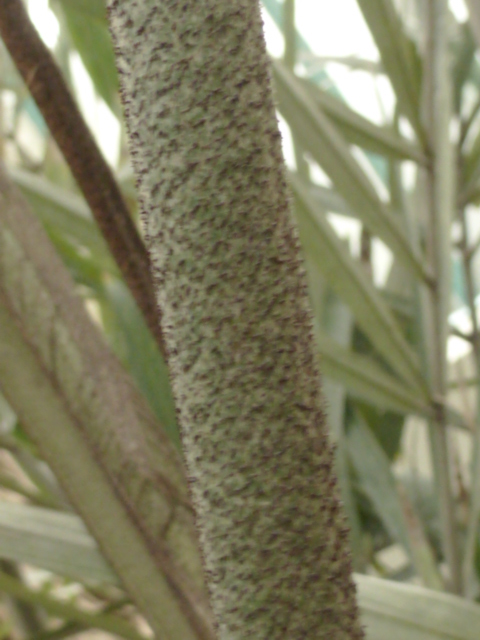 Arenga engleri - palmier de Formose Arenga13