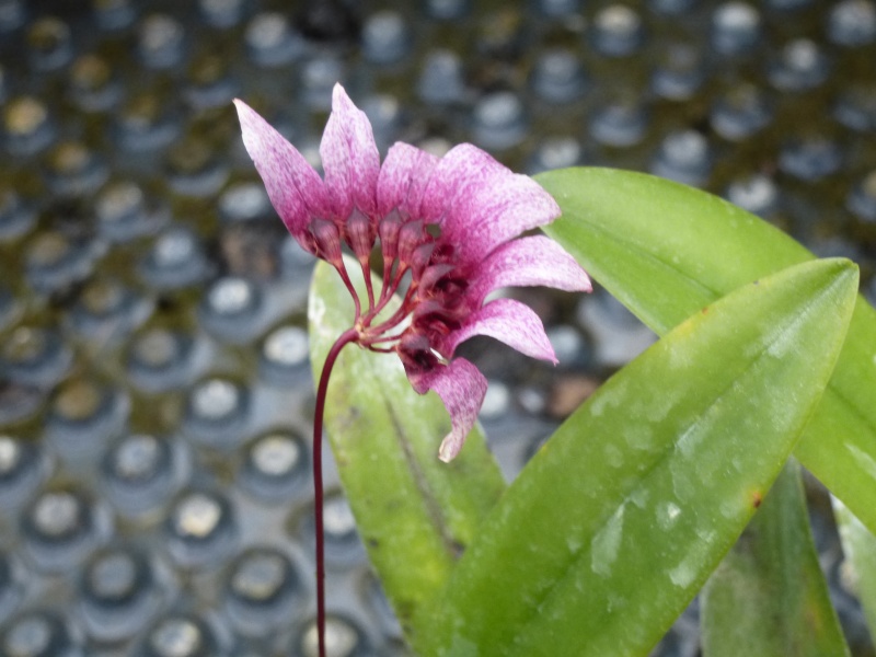 Bulbophyllum flabellum-veneris (= Cirrhopetalum gagnepainii) Cirrho10