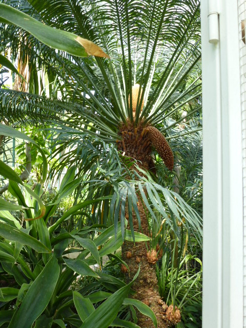 Cycas circinalis  Cycas_12