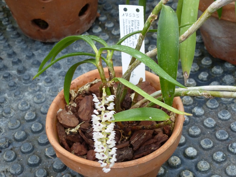 Pinalia floribunda  (= Eria giungii) Eria_g10