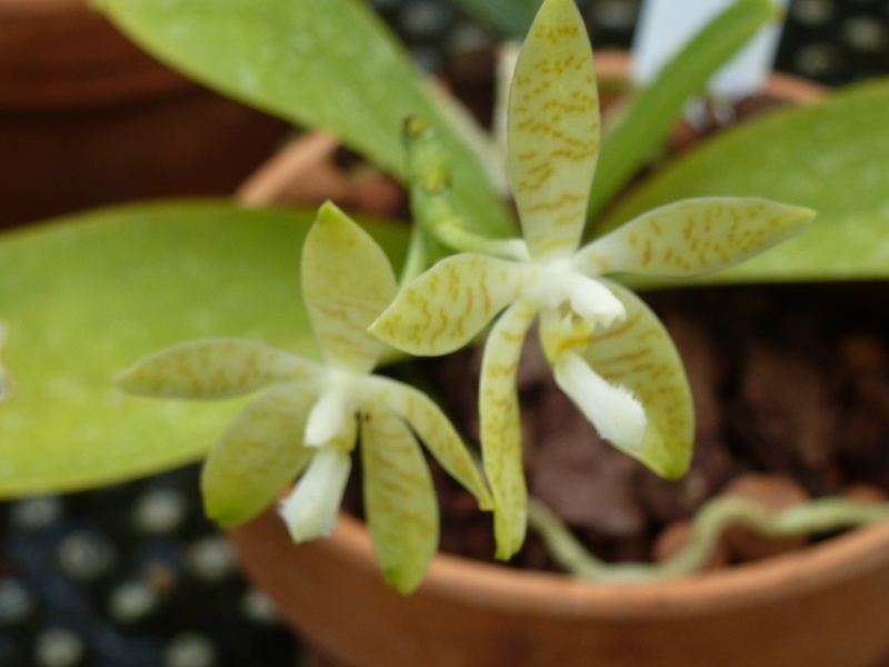 Phalaenopsis pallens  Phalae10
