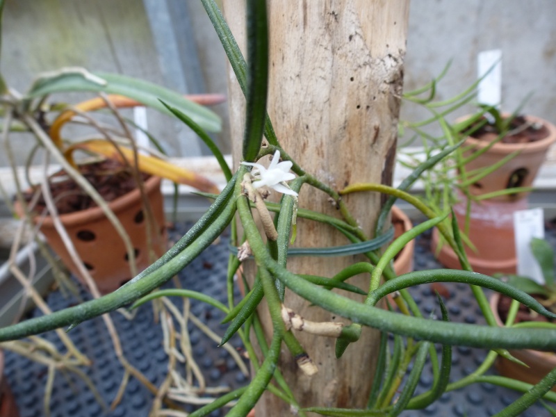 Quelques orchidées de Chèvreloup le 31  Mars 2016  Tridac10
