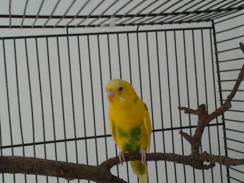 Patafix Photo011