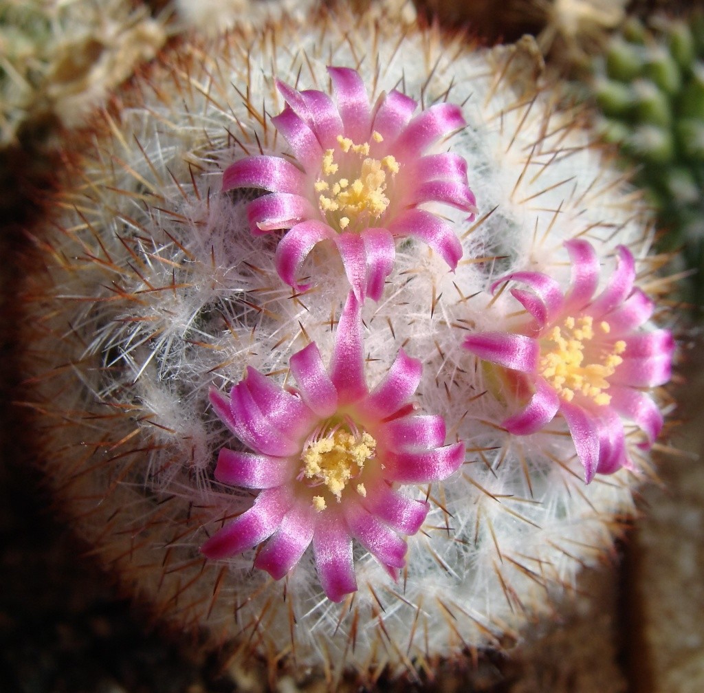 ID. Mammillaria, please Dsc09517