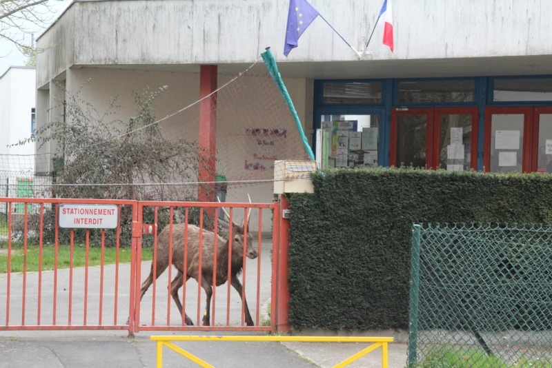 Un cerf au centre de Rennes Cgkdsi10