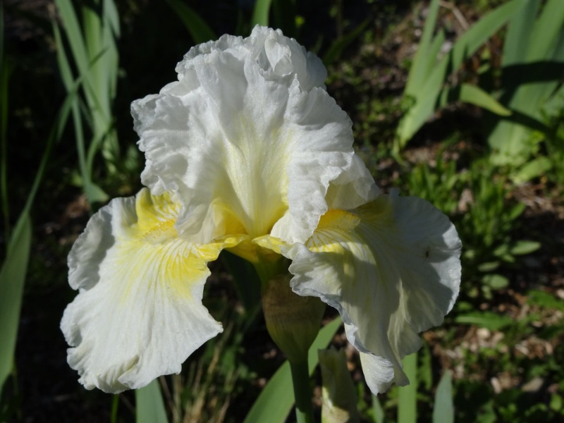 Floraisons 2016 de nos grands iris barbus et Bilan - Page 2 Dsc07210