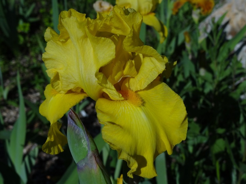 38 Iris de Antho [Identifications en cours] Dsc07212