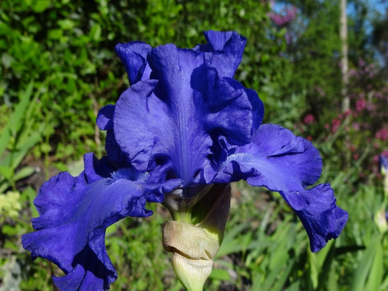 12 Iris bleus chez Antho [identification en cours] Dsc07216