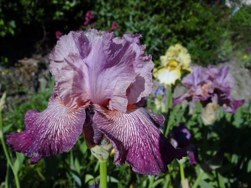Floraisons 2016 de nos grands iris barbus et Bilan - Page 2 Dsc07217