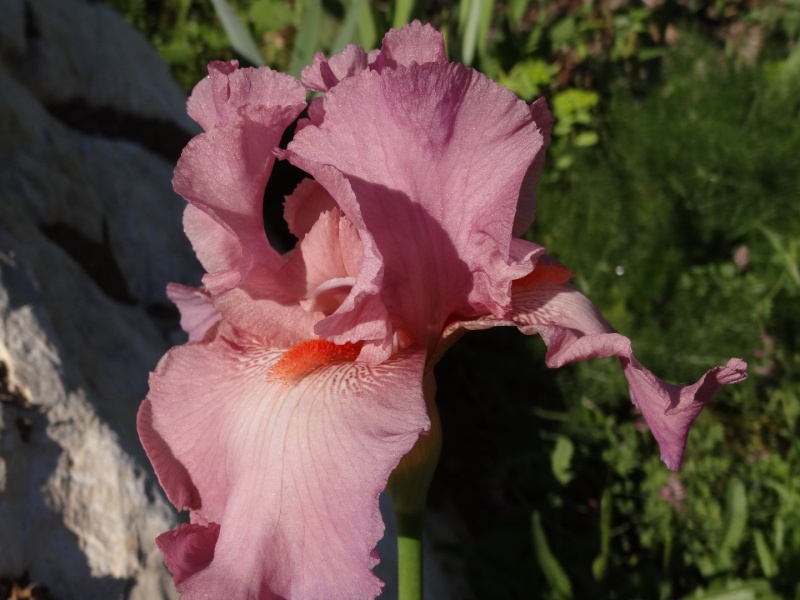 Floraisons 2016 de nos grands iris barbus et Bilan - Page 2 Dsc07218