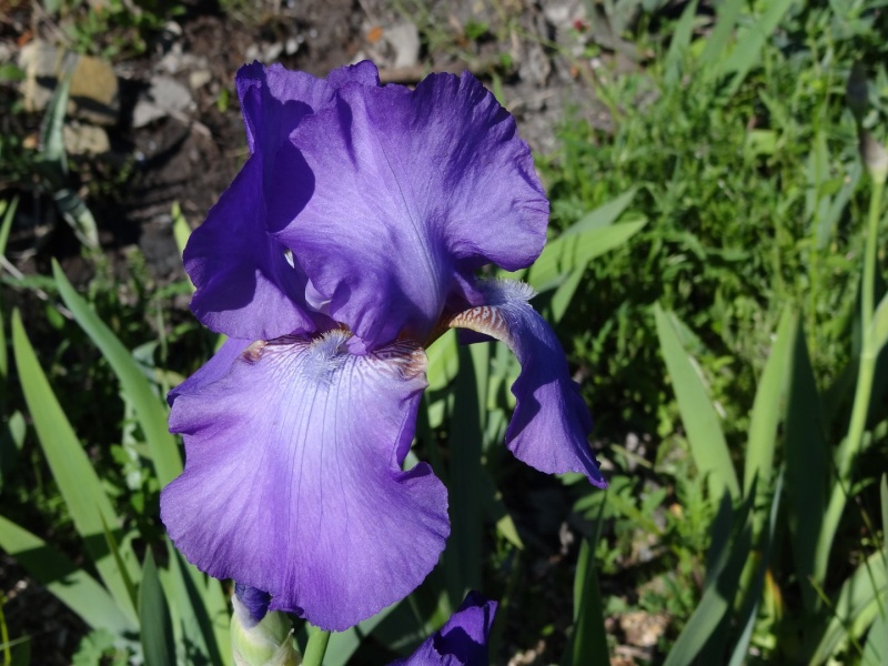 12 Iris bleus chez Antho [identification en cours] Dsc07220