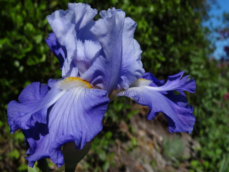 Floraisons 2016 de nos grands iris barbus et Bilan - Page 2 Dsc07222