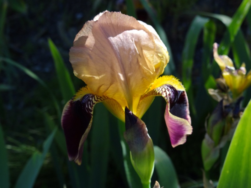 Floraisons 2016 de nos grands iris barbus et Bilan - Page 2 Dsc07326