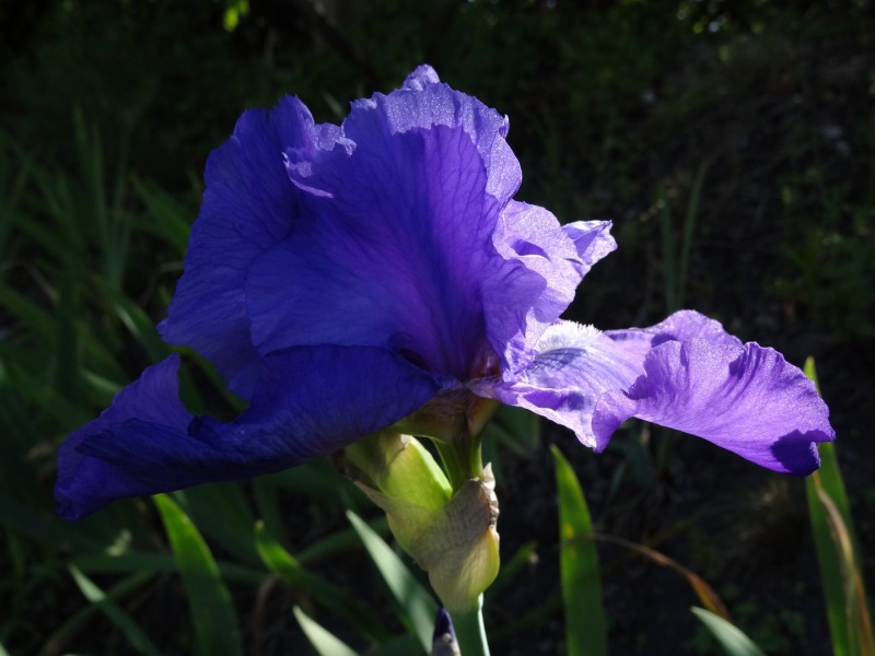 12 Iris bleus chez Antho [identification en cours] Dsc07327