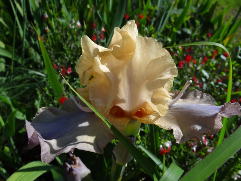 Floraisons 2016 de nos grands iris barbus et Bilan - Page 2 Dsc07333