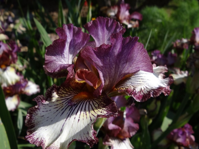 Floraisons 2016 de nos grands iris barbus et Bilan - Page 2 Dsc07335