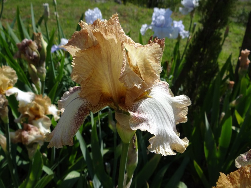 Floraisons 2016 de nos grands iris barbus et Bilan - Page 2 Dsc07336