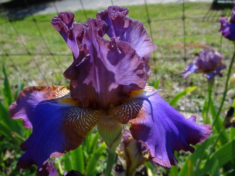 Floraisons 2016 de nos grands iris barbus et Bilan - Page 2 Dsc07337