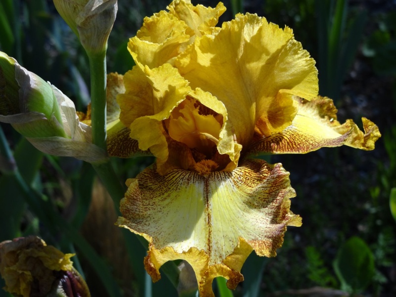 Floraisons 2016 de nos grands iris barbus et Bilan - Page 2 Dsc07346