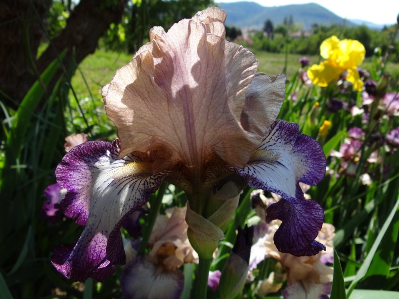 Floraisons 2016 de nos grands iris barbus et Bilan - Page 2 Dsc07351