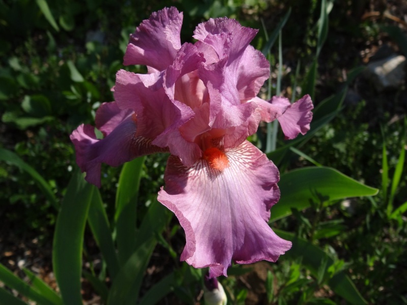 Floraisons 2016 de nos grands iris barbus et Bilan - Page 2 Dsc07362