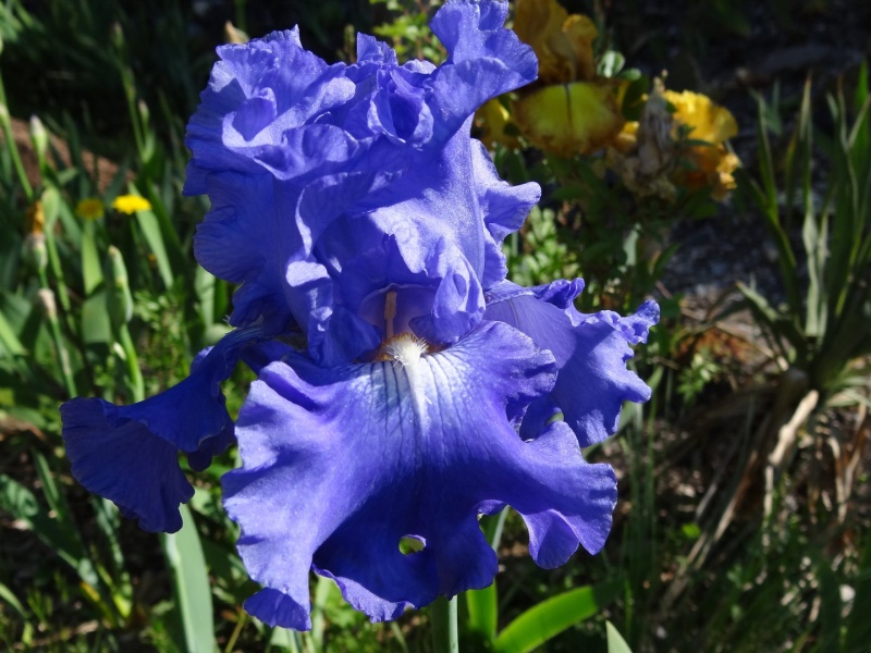 Floraisons 2016 de nos grands iris barbus et Bilan - Page 2 Dsc07366
